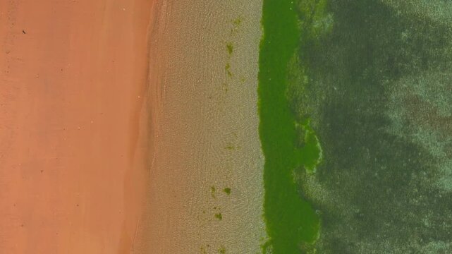 Aerial top down video of sandy tropical shoreline with clear shallow water and vivid green algae band creating abstract natural pattern texture and coastal landscape beach seagrass band runs along