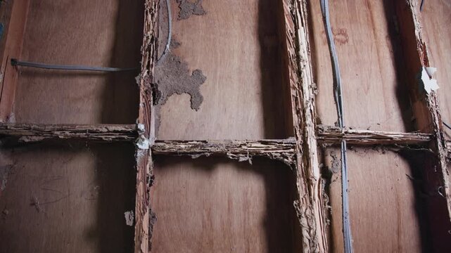 White ant damage previously hidden behind wall requiring extensive repair cost