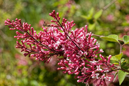Fleur de lilas commun syringa vulgaris