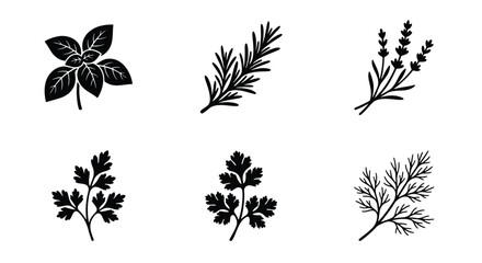 Culinary herbs collection, 6 black vector icons of basil, rosemary, lavender, parsley, cilantro and dill, botanical leaf silhouettes for kitchen branding © Akash