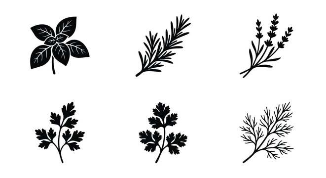 Culinary herbs collection, 6 black vector icons of basil, rosemary, lavender, parsley, cilantro and dill, botanical leaf silhouettes for kitchen branding