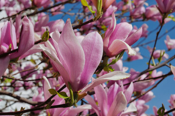 Blühende Magnolie © Peter Allgaier
