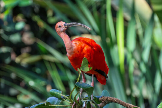 ibis rouge