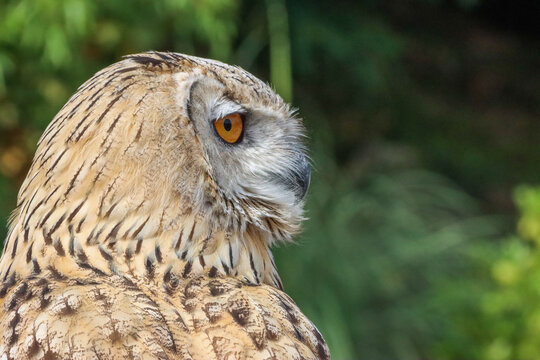 hibou grand duc de Sib&eacute;rie