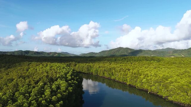 Fly over river att Phang Nga bay mangrove forest