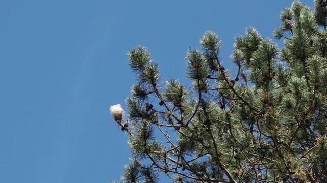 Pine processionary is a moth that lays its eggs in the tops of coniferous trees then eggs hatch and the caterpillars create the silk nest for overwintering.