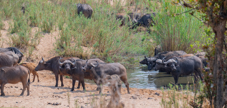 Kaffernb&uuml;ffel oder auch Afrikanischer B&uuml;ffel Wasserb&uuml;ffel genannt, im Busch vom Kr&uuml;ger National Park - Kruger Nationalpark S&uuml;dafrika