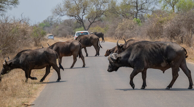 Afrikanische Tiere Kaffernb&uuml;ffel oder auch Afrikanischer B&uuml;ffel Wasserb&uuml;ffel genannt, im Busch vom Kr&uuml;ger National Park - Kruger Nationalpark S&uuml;dafrika