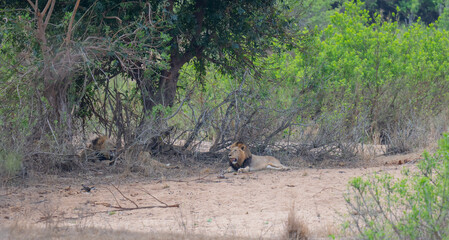 Afrikanische Tiere Löwe im Busch vom Krüger National Park - Kruger Nationalpark Südafrika © Natascha