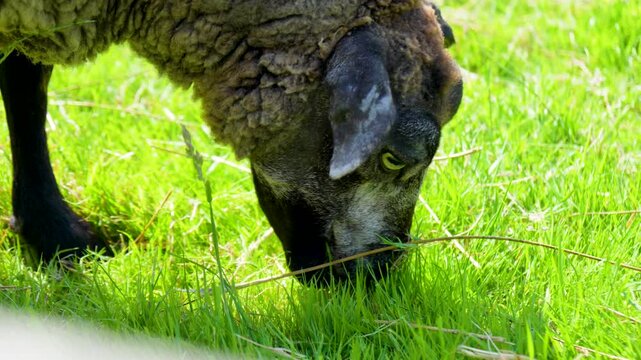 black and white sheep