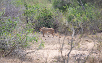 Afrikanische Tiere Löwin oder Löwe im Busch vom Krüger National Park - Kruger Nationalpark Südafrika © Natascha