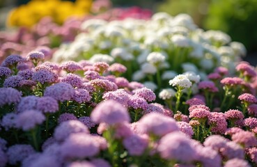 Obraz premium Pink white and yellow alyssum flowers bloom in garden bed. Small blossoms cluster on green stems in sunlight. Closeup on vibrant floral plants create soft natural background for spring.