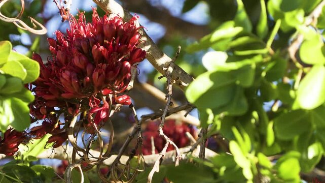 A female dusky sunbird perches on a branch, drinking nectar from the red flowers of a South African tree fuchsia. The bird then drops down and disappears from view. Blue sky in the background.