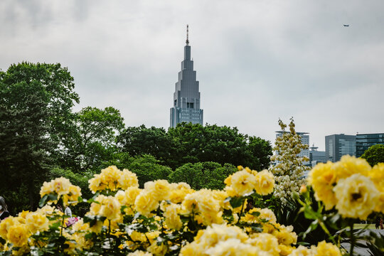 NTT Docomo Yoyogi Building, yellow blooming roses outdoor at daytime during summer at the Rose Beds in Shinjuku Gyoen National Garden in Tokyo city in Japan with space for text.