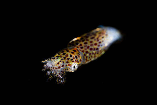 Macro view of pygmy squid Idiosepius pygmaeus Lembeh Strait Indonesia
