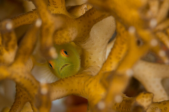 Bearded goby paragobiodon xanthosoma hidden in coral reef Lembeh Strait