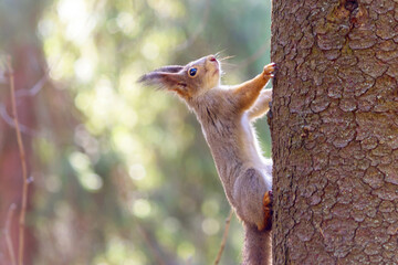 A forest squirrel on the trunk of a coniferous tree. © Ludmila