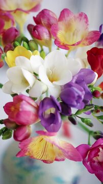 Close up of vibrant freesia flowers in pink, yellow, and white with soft blurred background