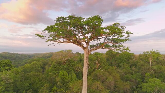 Aerial view of Ceiba pentandra tree at sunset on Osa Peninsula with macaw and birds in Costa Rica.