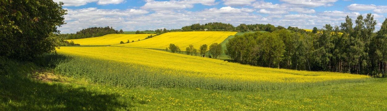 Rapeseed canola or colza field in Latin Brassica Napus
