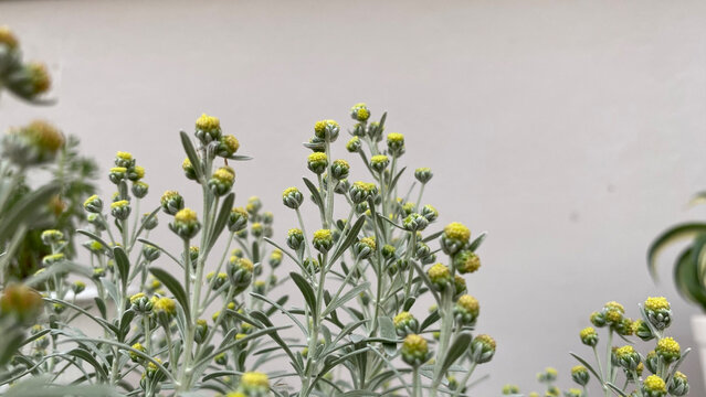 close up flower of Crossostephium chinense  with gray background ,yellow flower