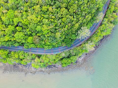 Lush green forest borders winding road along water. Curved asphalt path hugs natural edge with calm waters. Trees thrive dense and vibrant near shoreline. Road curves gracefully