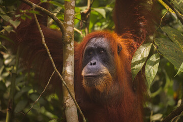 Fototapeta premium Orang Utan im Regenwald von Sumatra, Indonesien