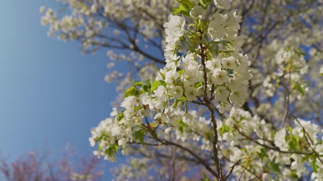 Cherry blossoms in full bloom are swaying in the wind
