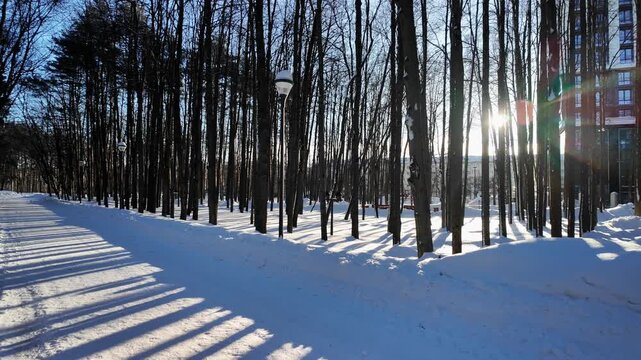 Snowy Park Lane Lined With Lamp Posts And Tall Slender Trees, Long Striped Shadows And Pale Sunlight Hinting At Nearby City Skyline, Cinematic Winter Mood Useful For Urban Nature And Serene Commute