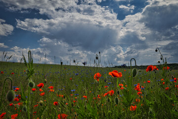 Naklejka premium Vibrant red poppy field under a dramatic stormy sky, beautiful rural landscape at summer