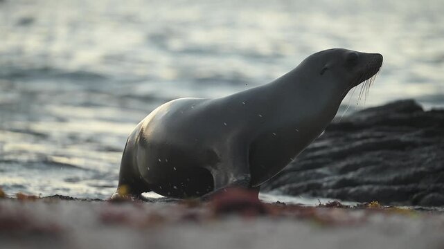 Galapagos sea lions lounging on volcanic rock coastline