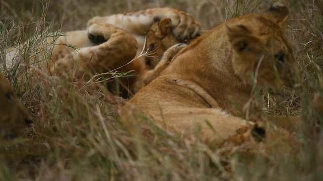 Pride of wild lions playing and interacting together on the lush green grass of the Maasai Mara, Kenya
