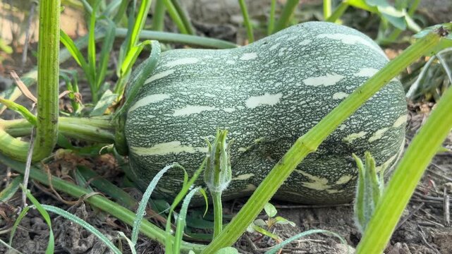 A zucchini lies on a garden bed surrounded by wide plant leaves growing close to soil surface within a cultivated vegetable plot in an outdoor farming environment. Vegetable farming.