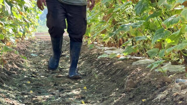 A farmer moves along a narrow corridor between dense luffa vegetation supported by bamboo frames while checking plant condition inside a plantation area. Crop inspection.