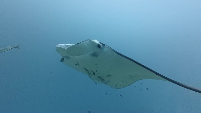 Ventral View of Reef Manta Ray Passing Overhead