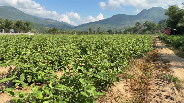 Rows of round eggplants cover a cultivated farming area surrounded by trees and distant hills forming structured planting geometry across rural farmland. Field cultivation.
