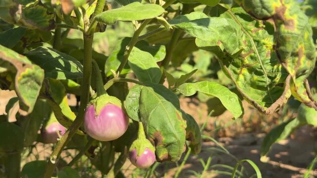 Round eggplants grow on a cultivated garden bed among green foliage close to soil surface within a rural vegetable plot arranged for small scale farming. Vegetable farming.