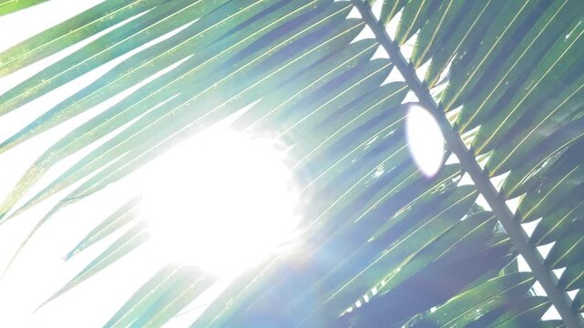 Sunlight passes through palm foliage forming bright rays across tropical canopy against open sky creating a calm natural atmosphere typical for warm climate landscapes. Sun rays.