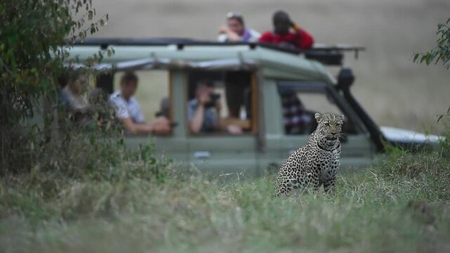 Tourists in a safari vehicle watching and photographing a wild leopard in the Maasai Mara, Kenya