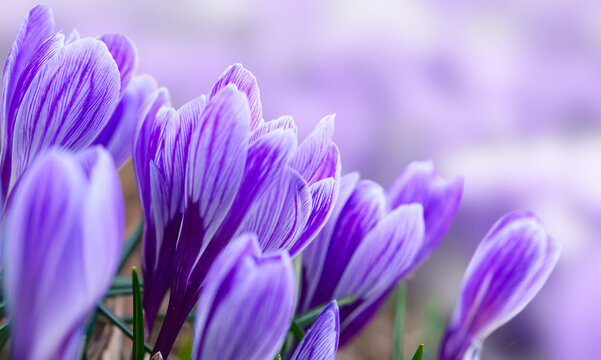 Purple crocus flowers bloom in spring