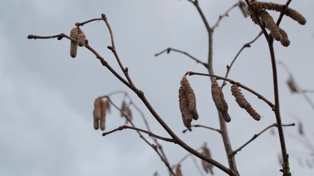 Pendulous brown male hazel catkins hang from bare branches. The sky is grey and overcast in winter.
