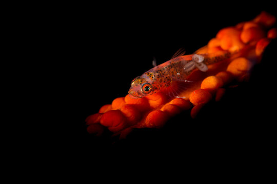 Whip coral goby Bryaninops yongei on coral with parasitic copepods