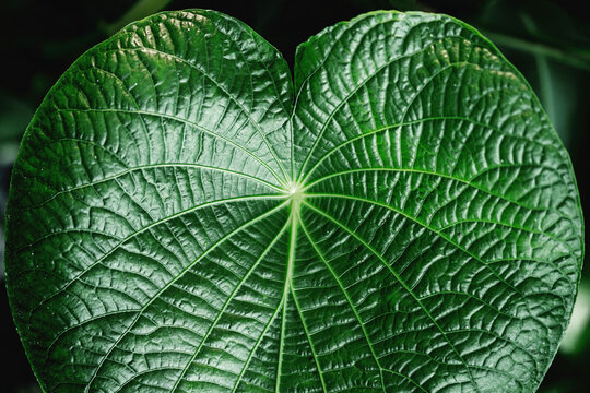 Close up of green botanical leaf with heart shape and detailed veins