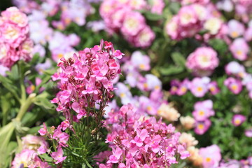 Fototapeta premium 花