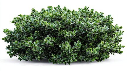 Obraz premium A dense evergreen shrub featuring vibrant green leaves with subtle variegation