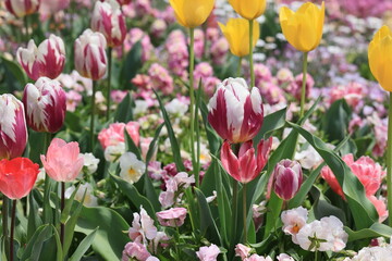 Fototapeta premium 花