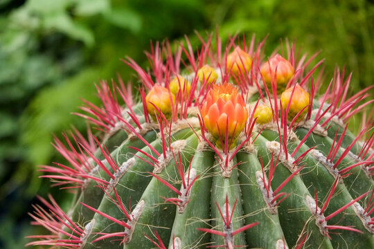Barrel Cactus Close Up with Red Spines and Yellow Bloom Detail