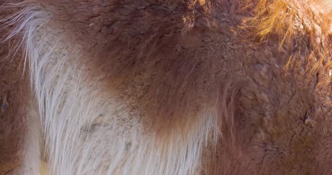 4K video; close up of Guanaco fur blowing in strong wind, Chile
