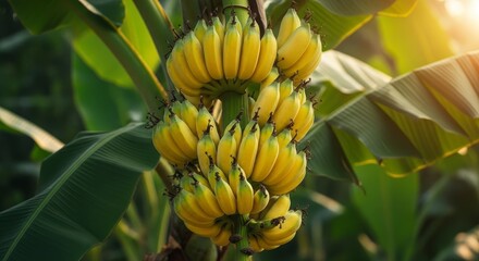 Naklejka premium Close-up of ripe yellow banana bunch on tree with sunlight filtering through leaves
