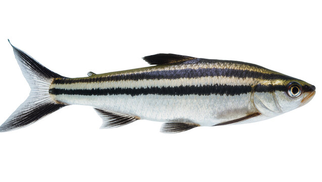 Striped silver fish with dark bands and large eye profile view